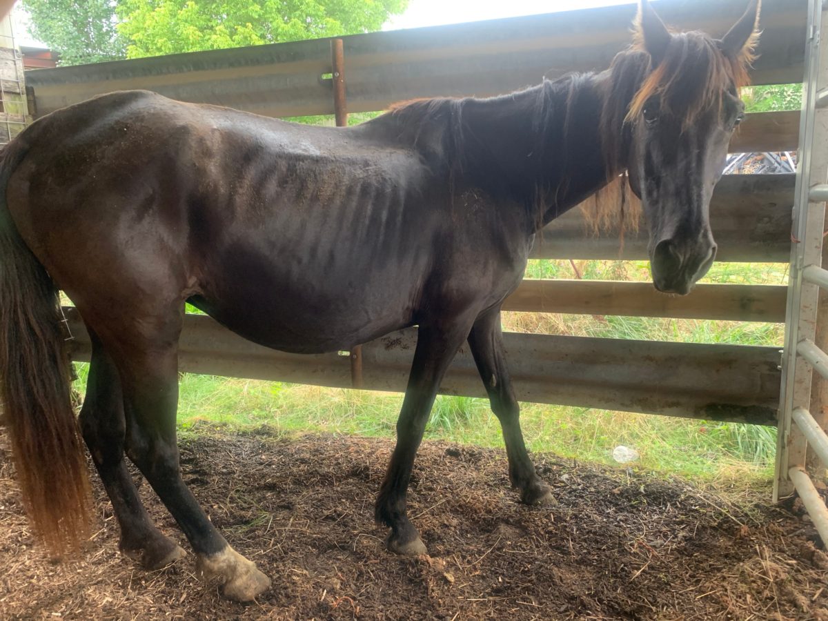 horse rescue