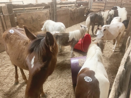 horse rescue