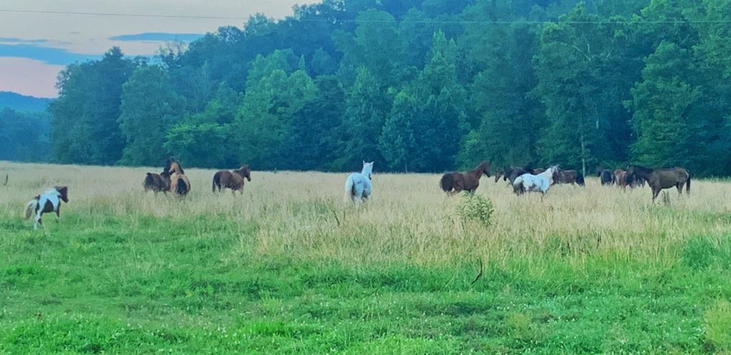 horse adoption