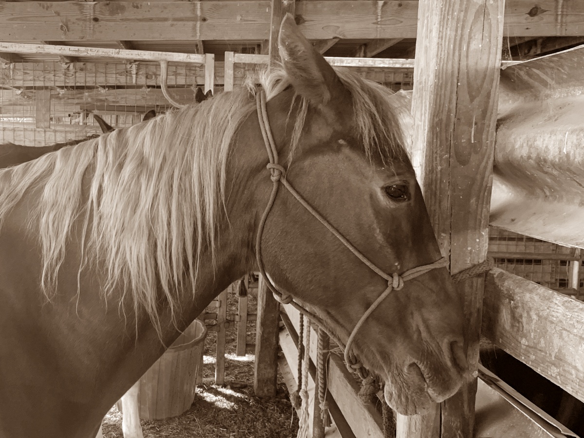horse auction