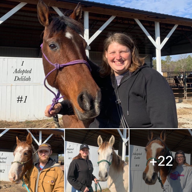 horse adoption