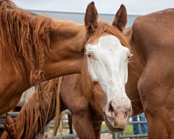 horse auction rescue