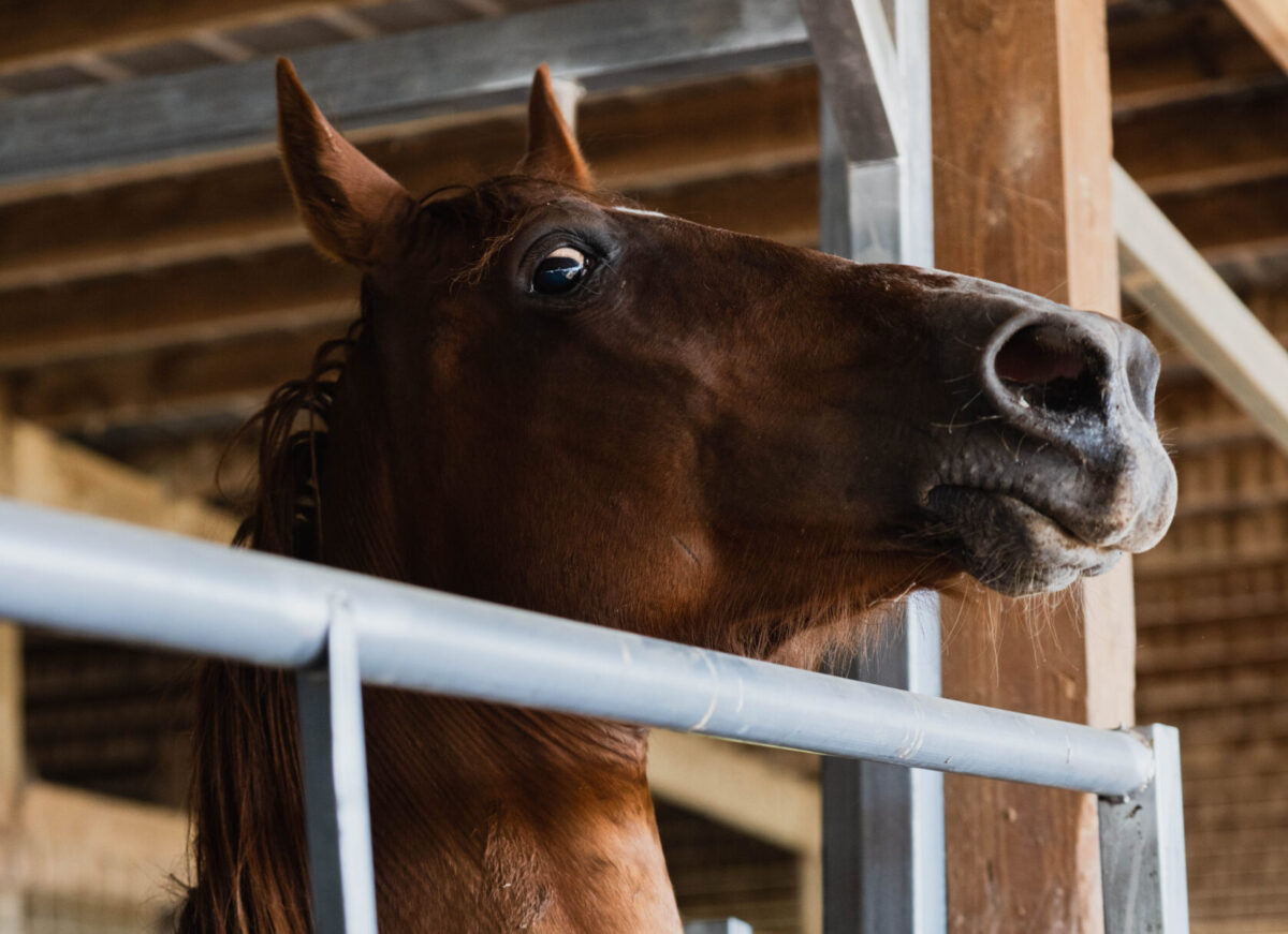 horse rescue mission