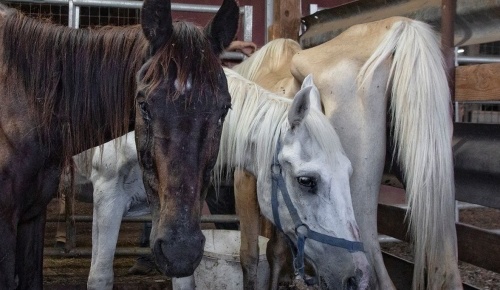 horse auction rescue