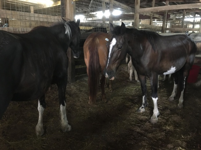 horse auction