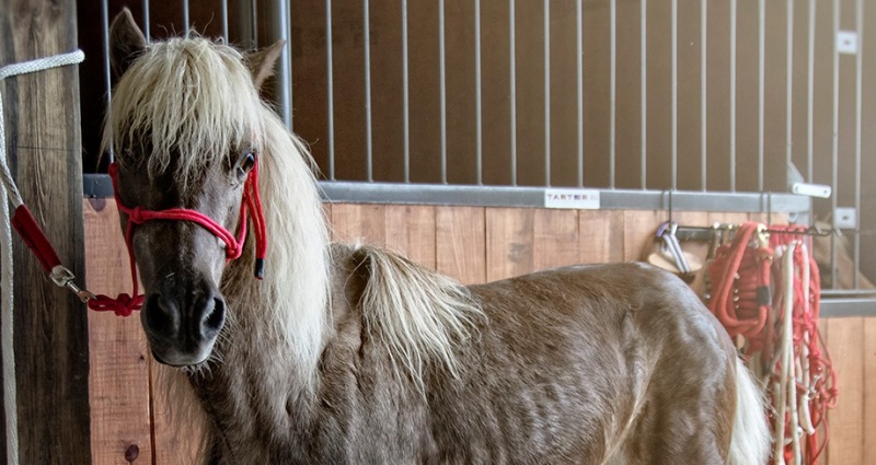 horse shelter