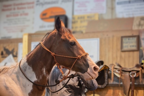 horse auction
