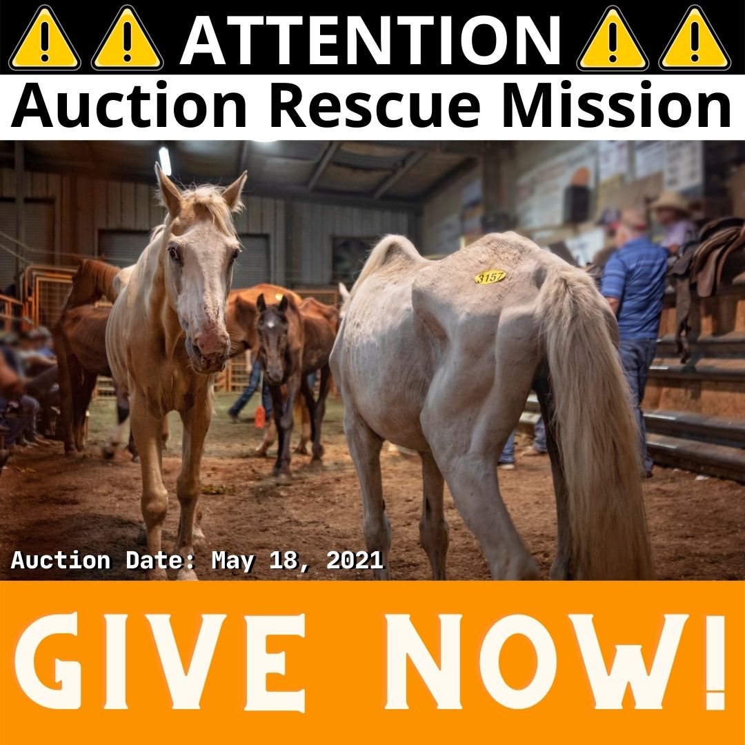 horse auction