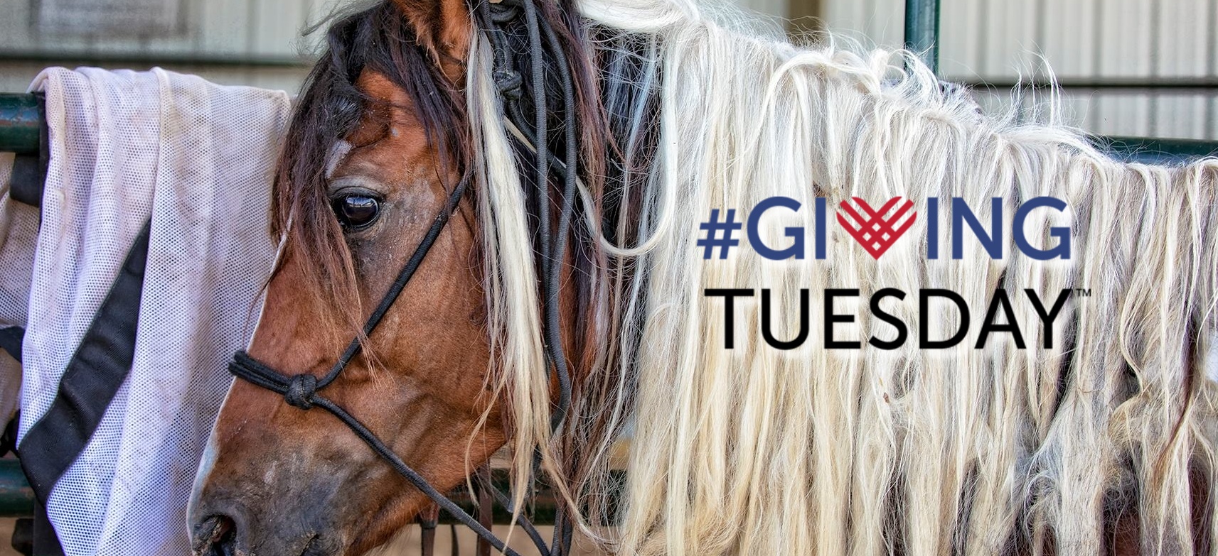 horse donation