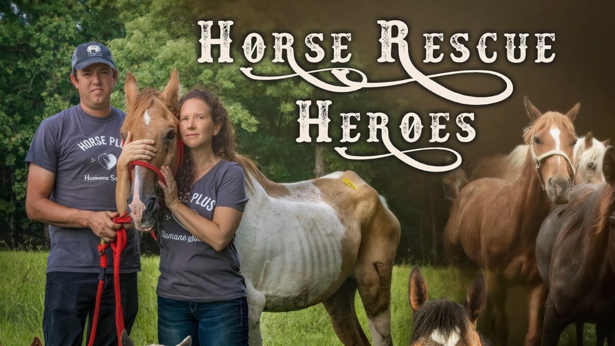 horse film