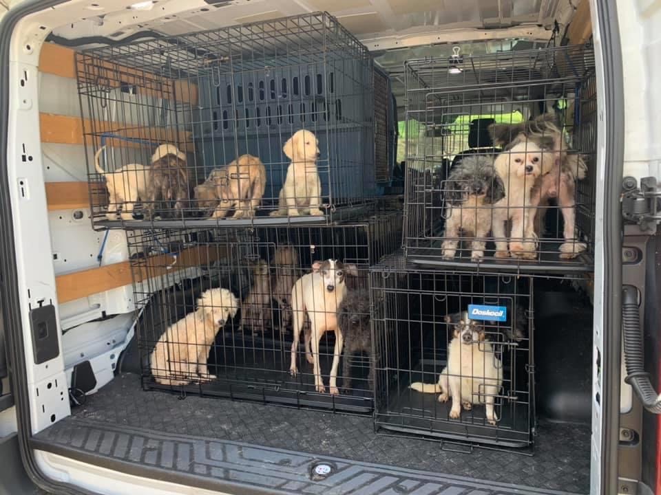 animal rescue