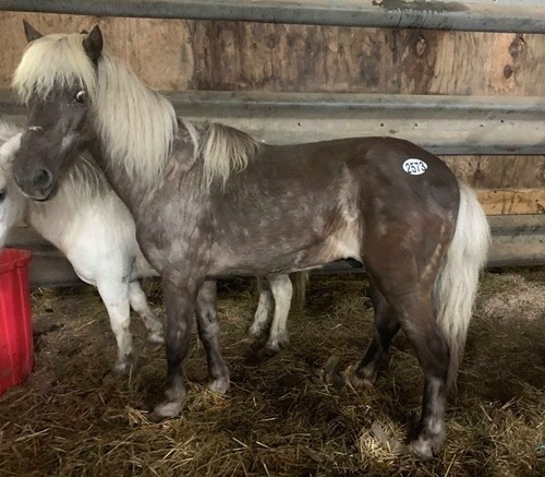 horse rescue