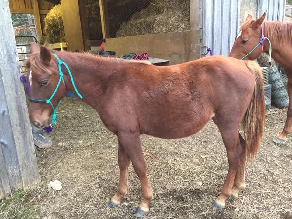 horse update
