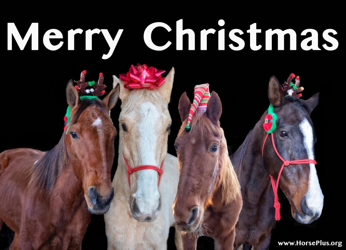 horse christmas
