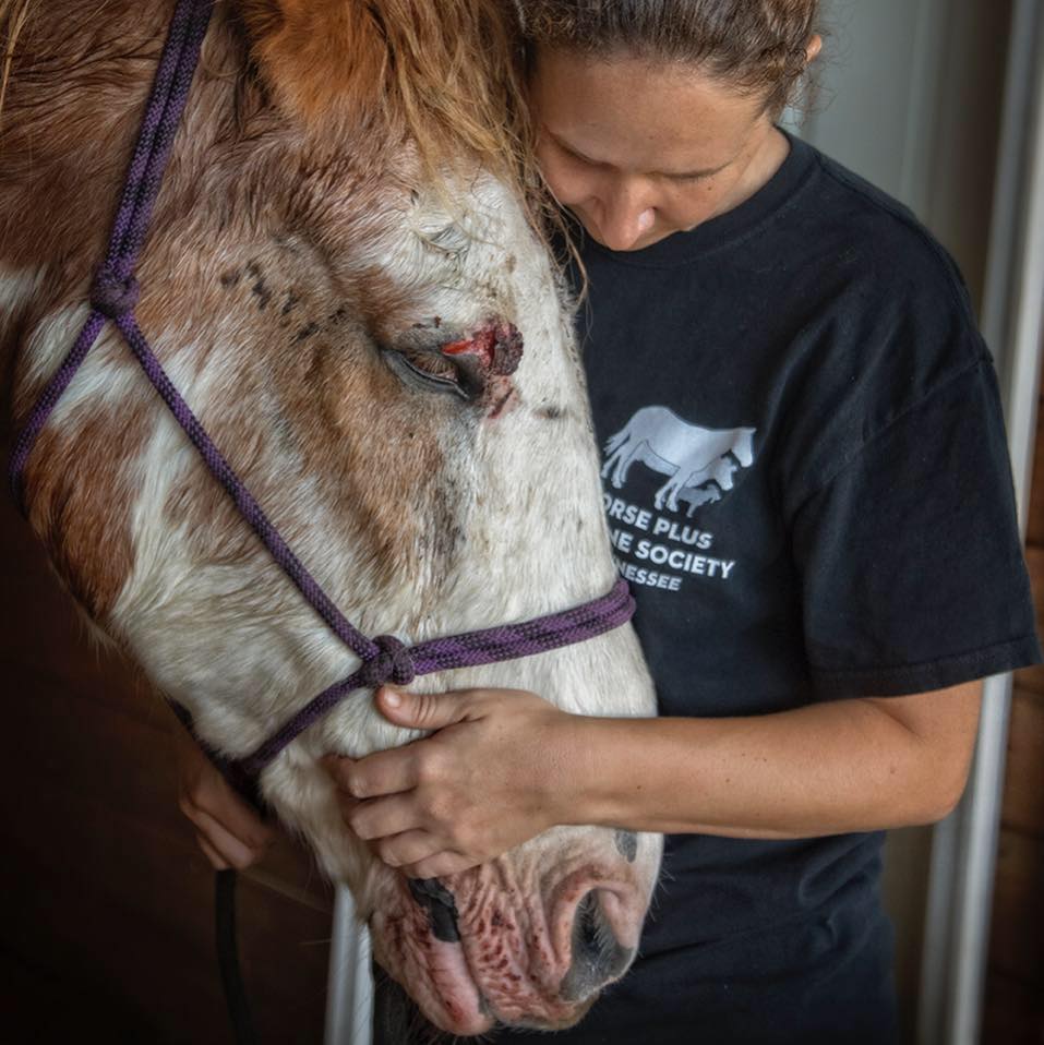 horse euthanasia