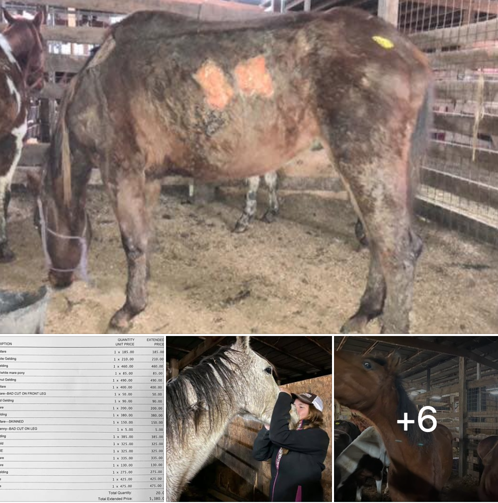 horse rescue