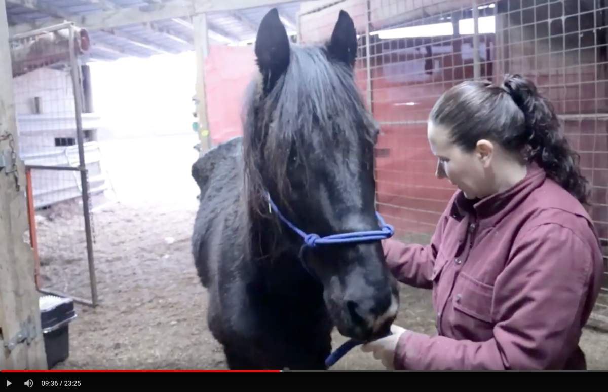 horse show