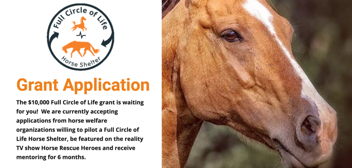 Horse mentoring