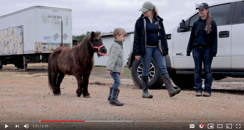 horse accident