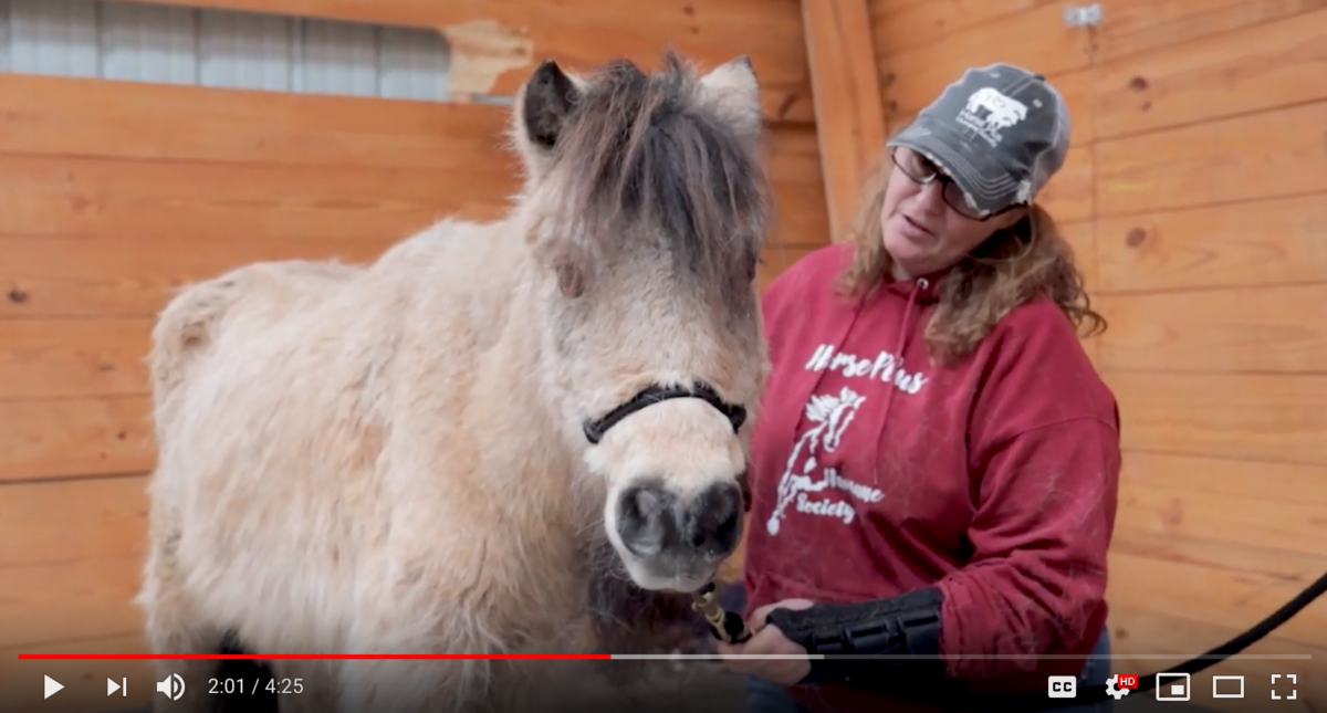 horse tv