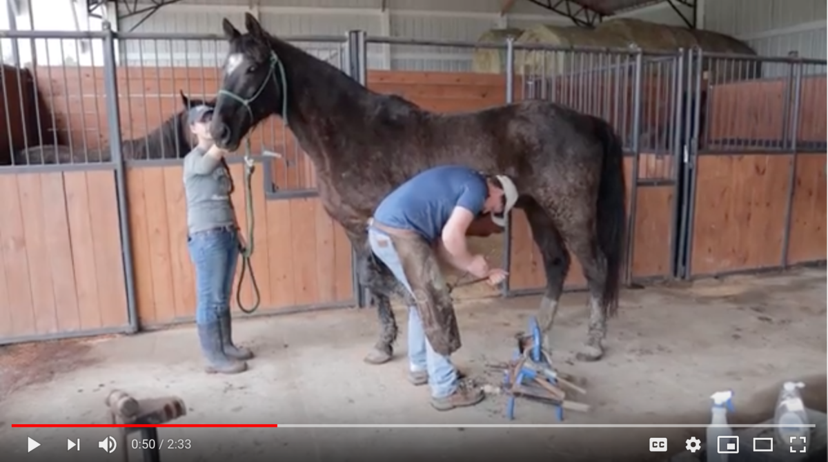 horse shelter