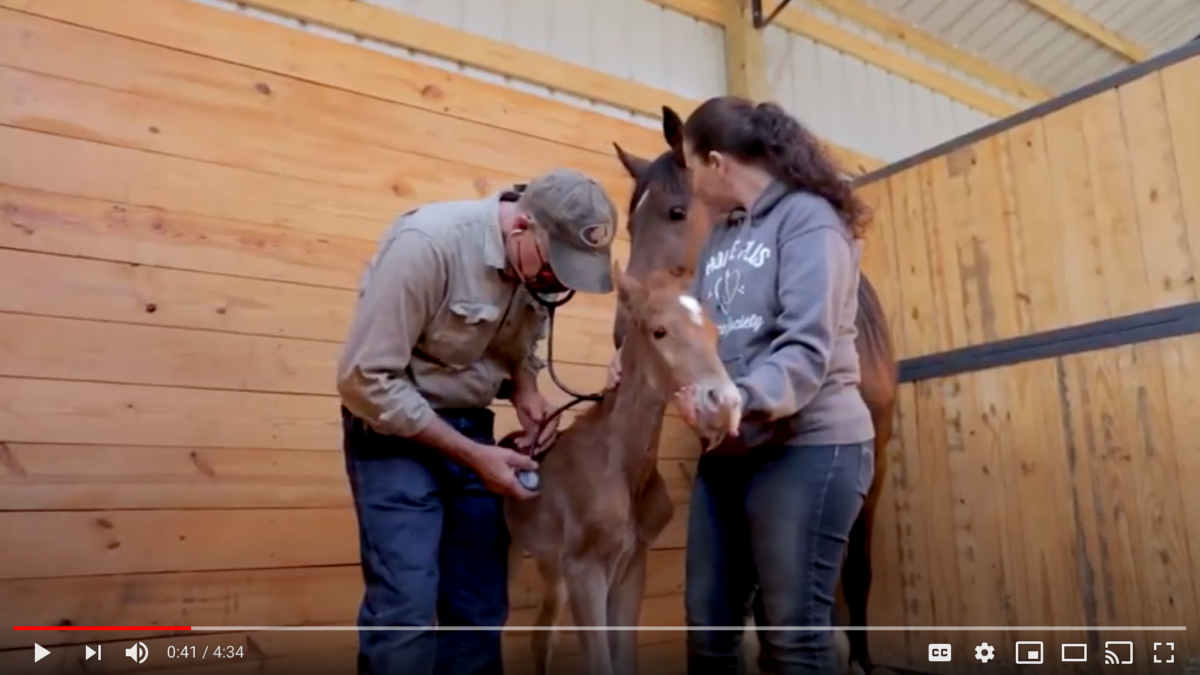 horse baby
