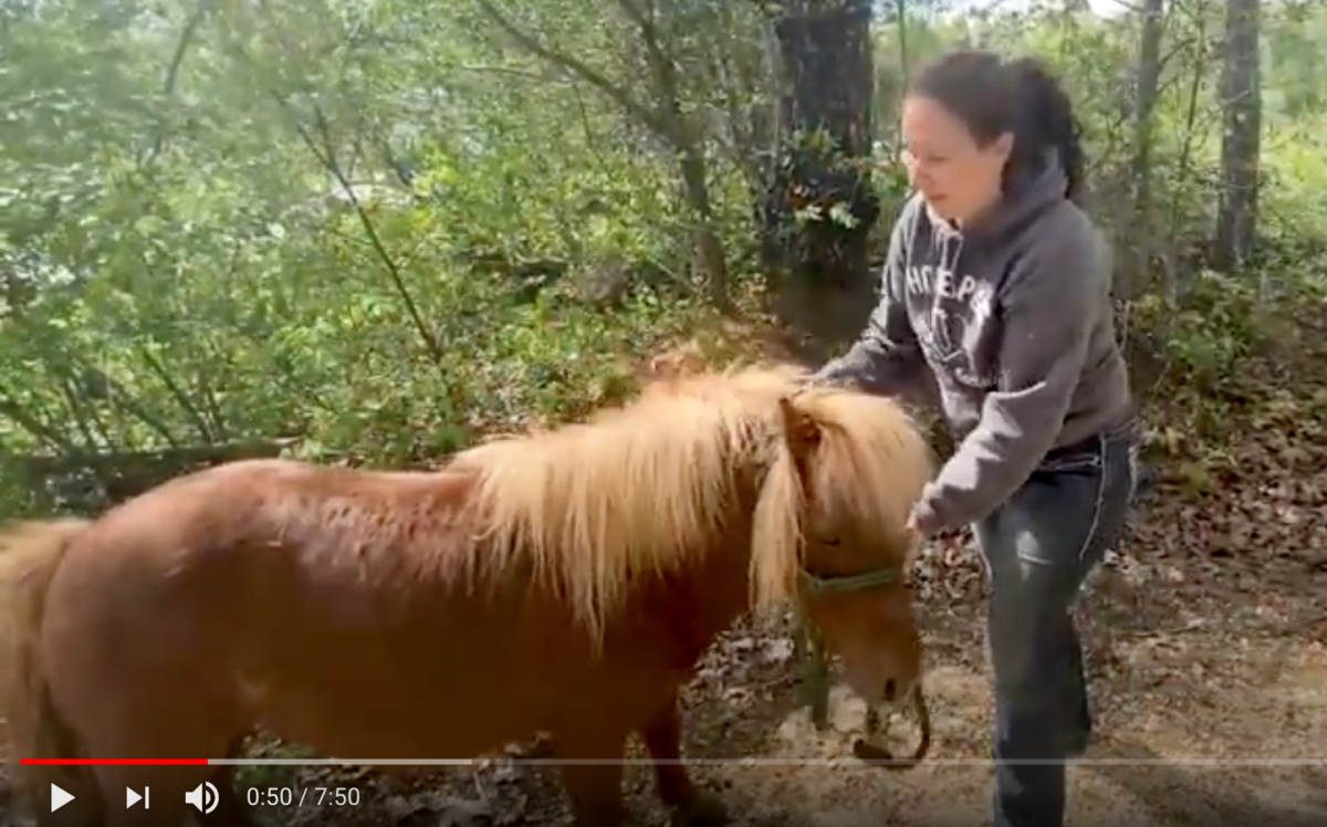 horse shelter