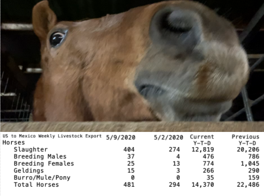horse auction