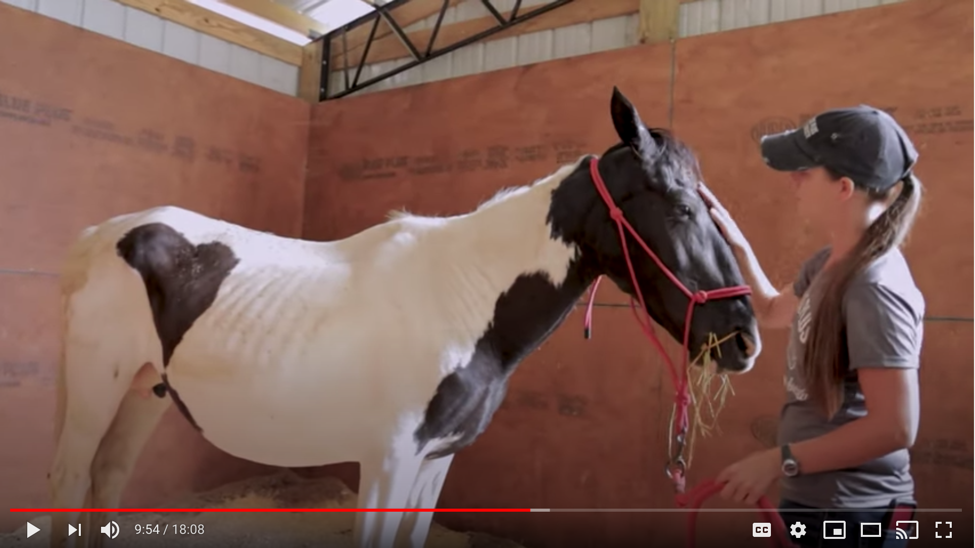 horse show