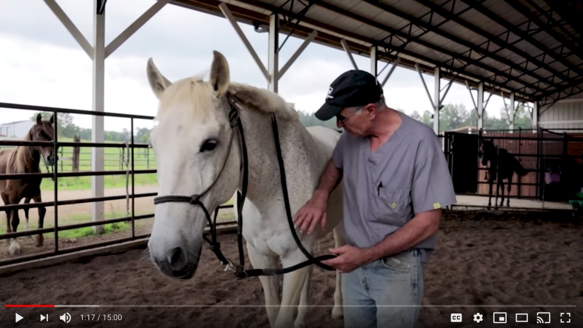 horse episode