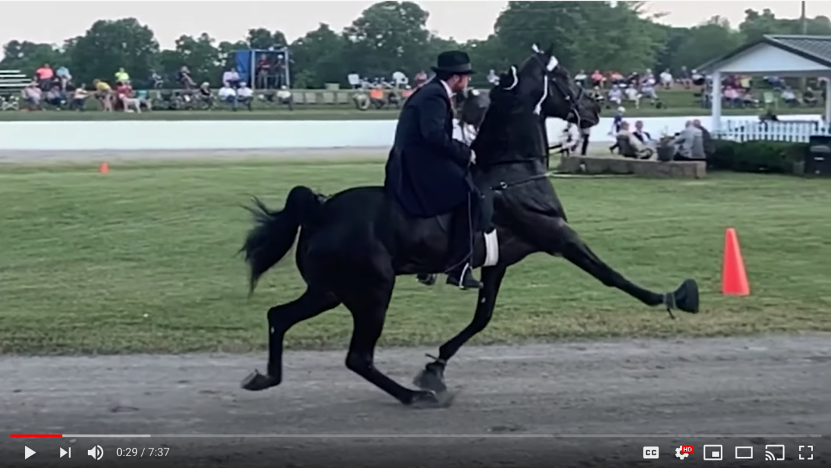 horse show