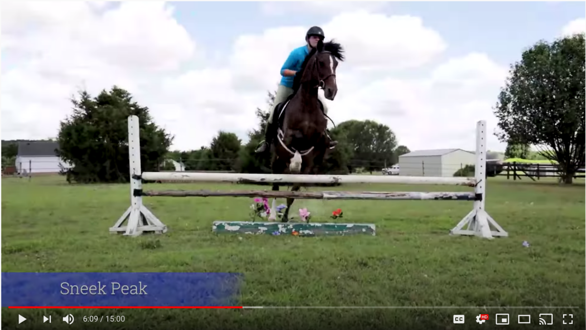 horse update