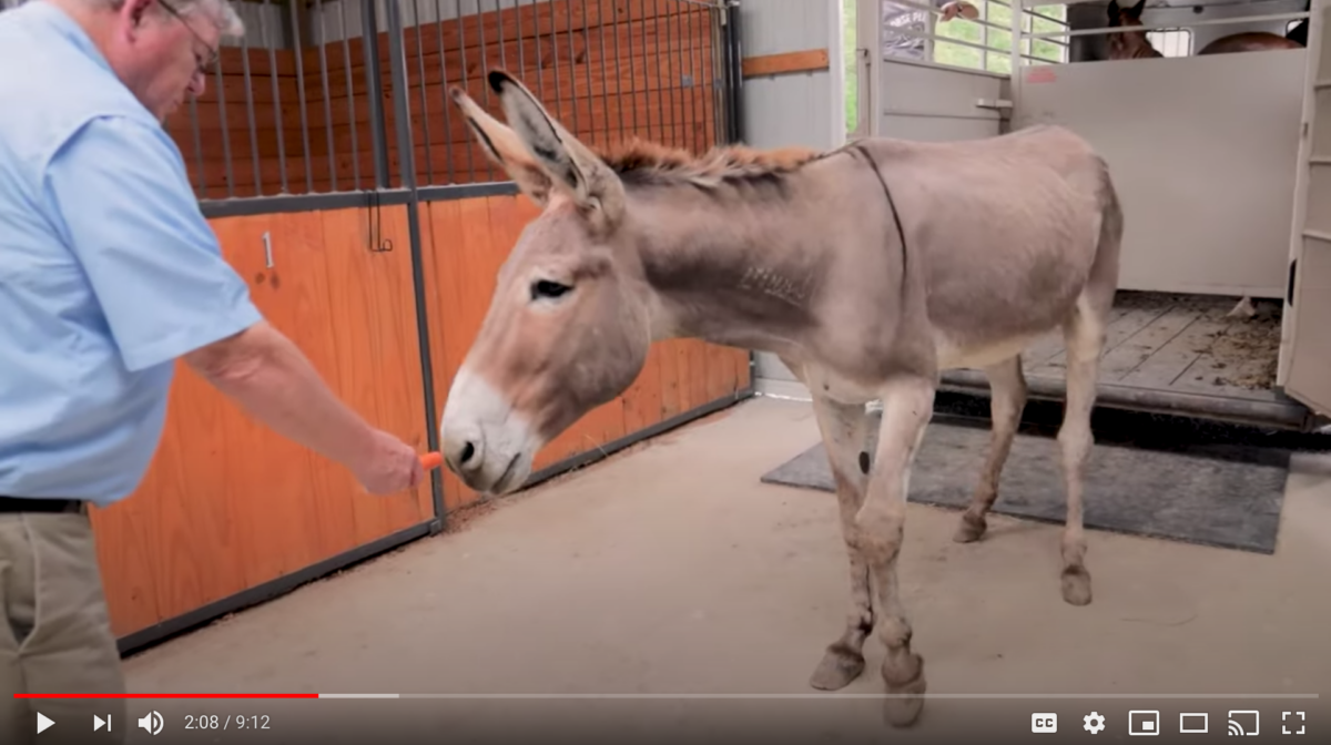 horse surrender