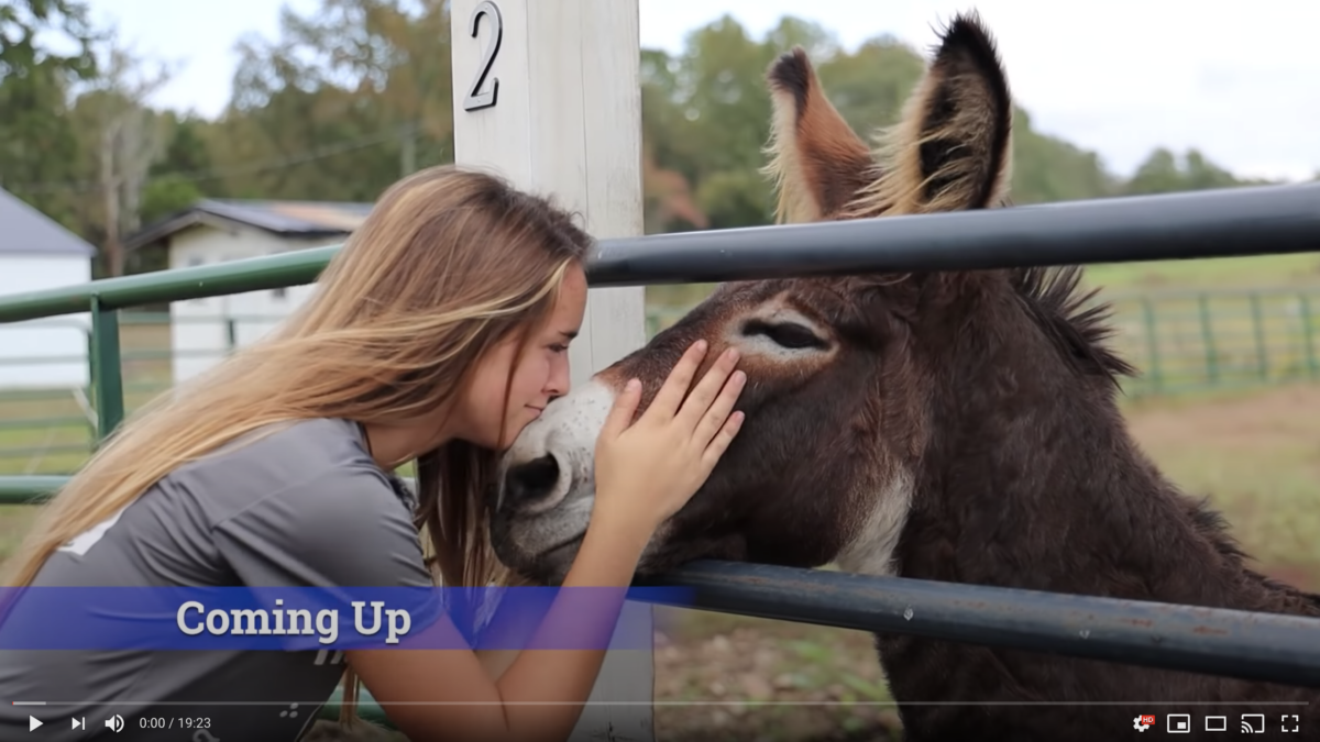 horse shelter
