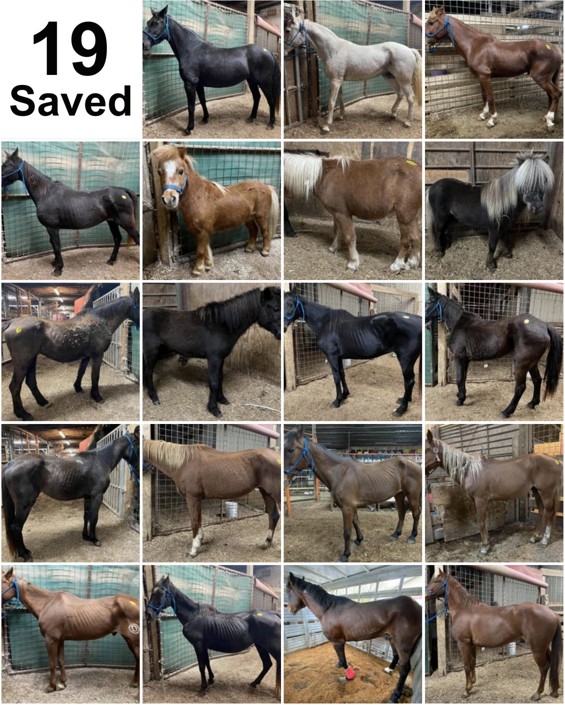 horse shelter update