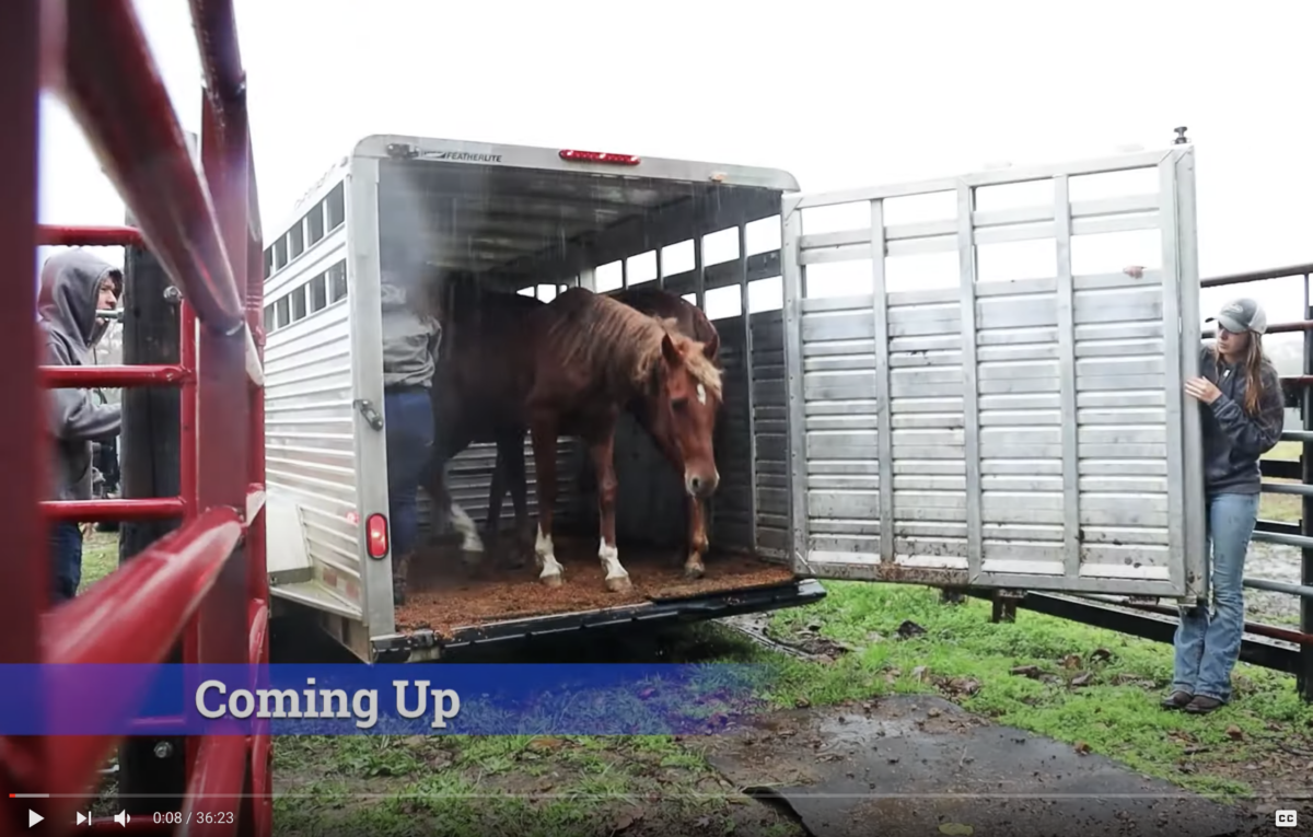 Horse Shelter Heroes