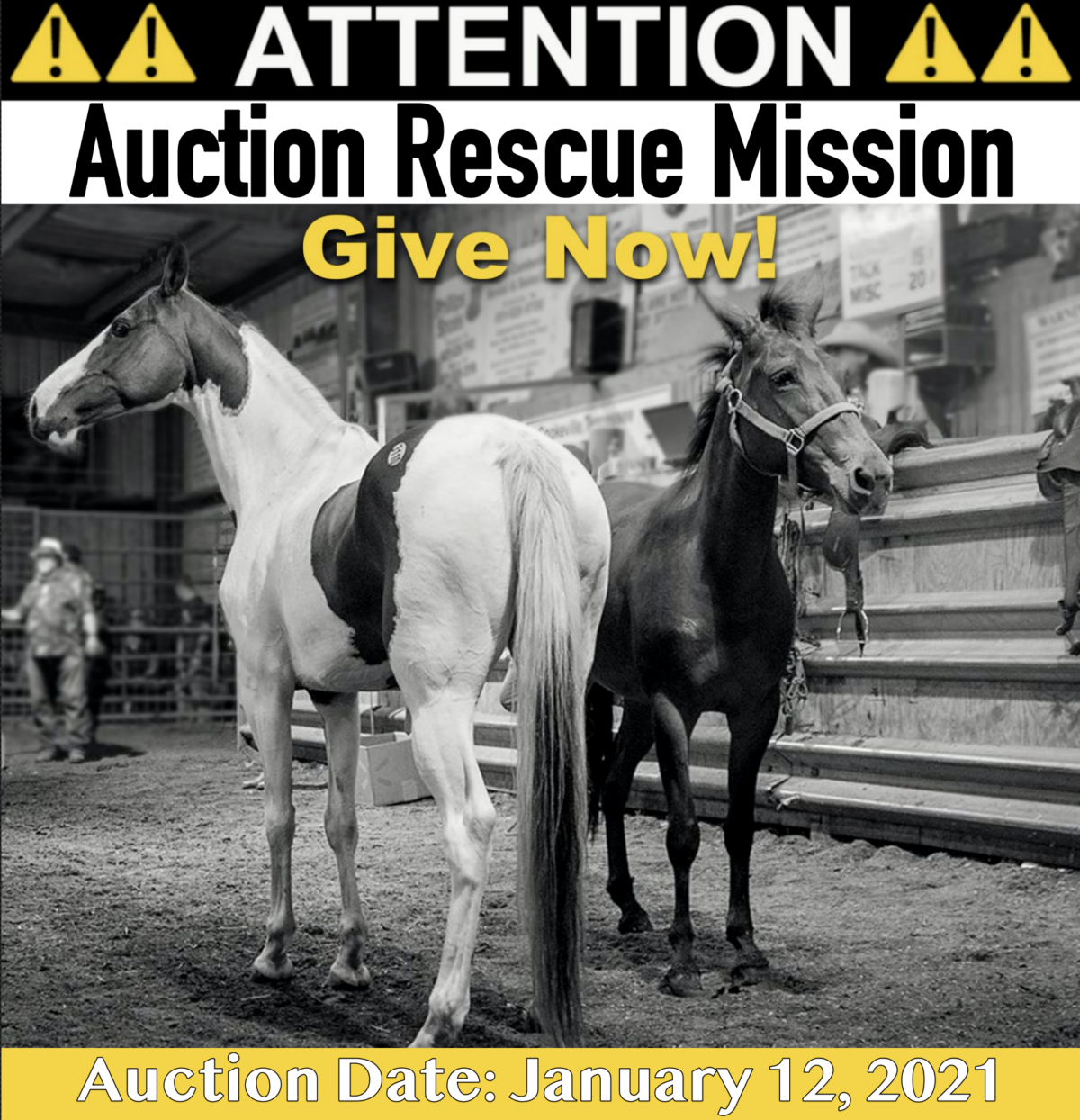 horse auction
