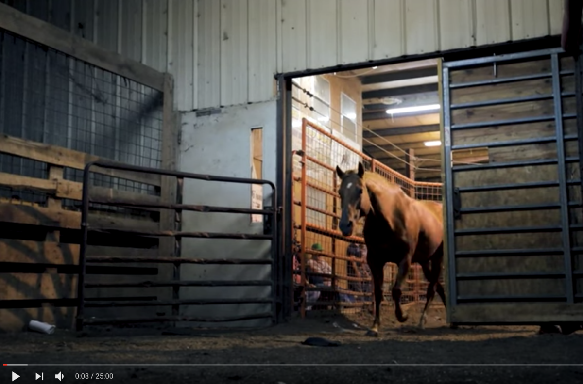 Horse auction rescue
