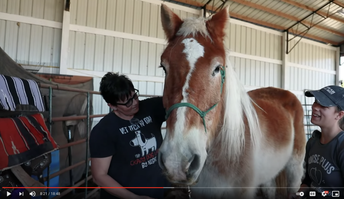 horse reality TV show