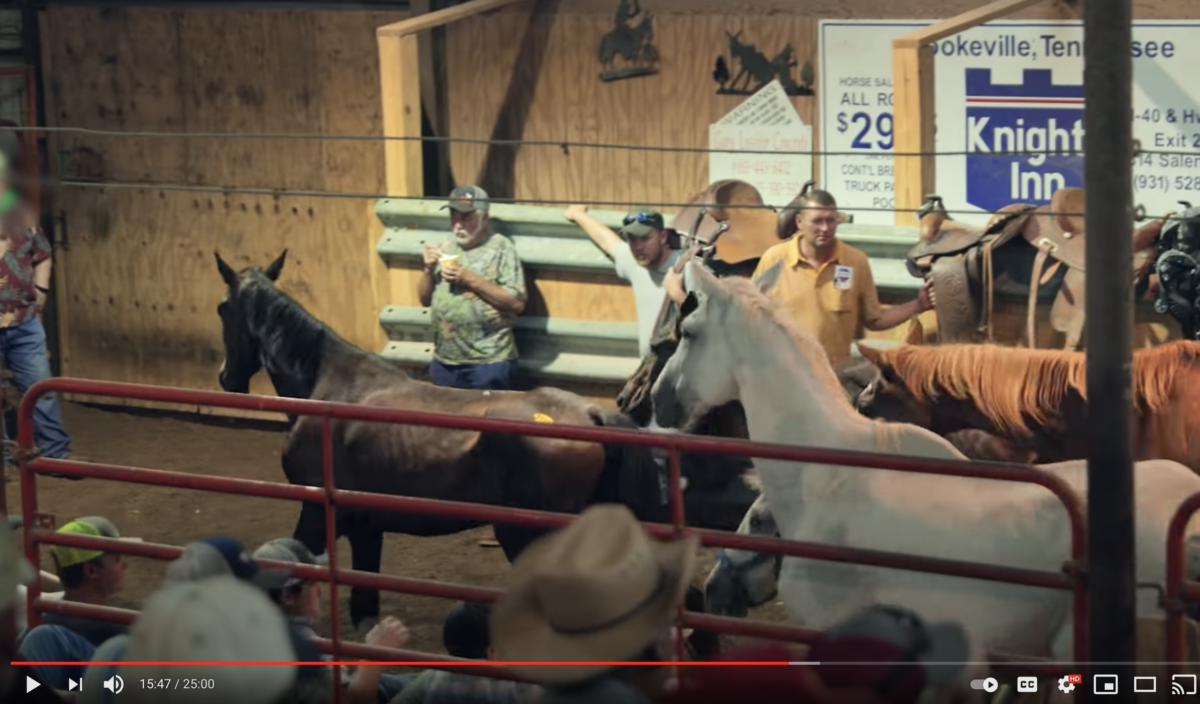 horse slaughter pipeline