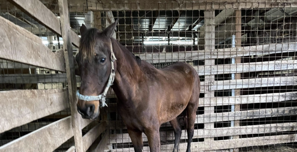 horses auctioned off