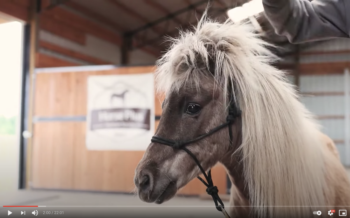 horse rescue and intake process