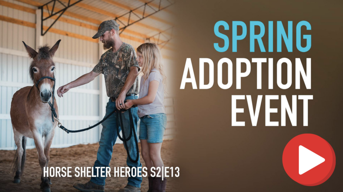 horse adoption