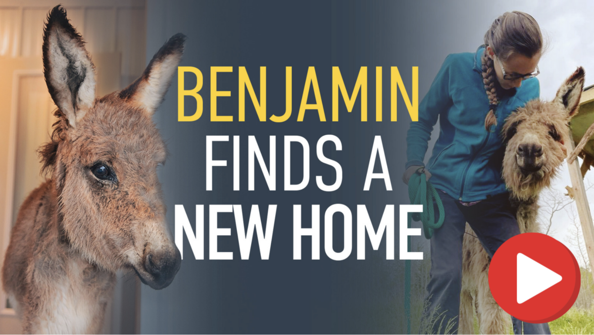 donkey adoption