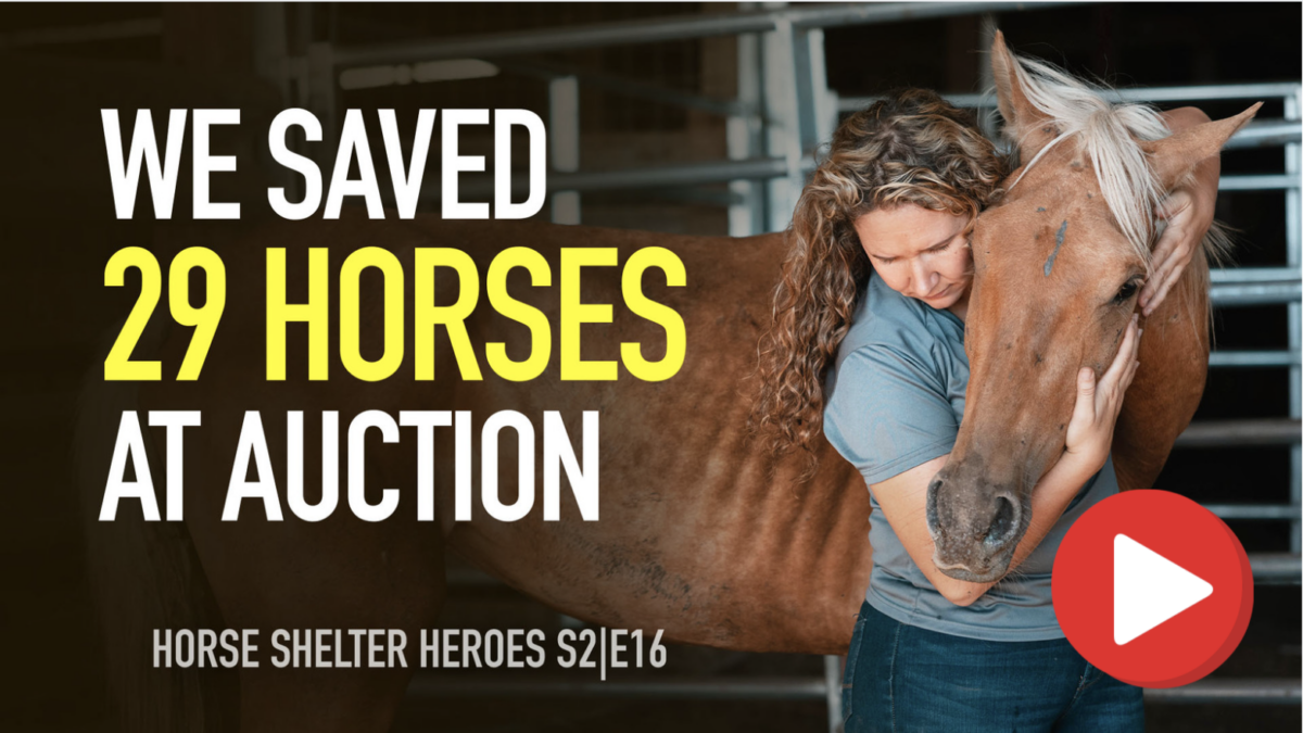 horse rescue