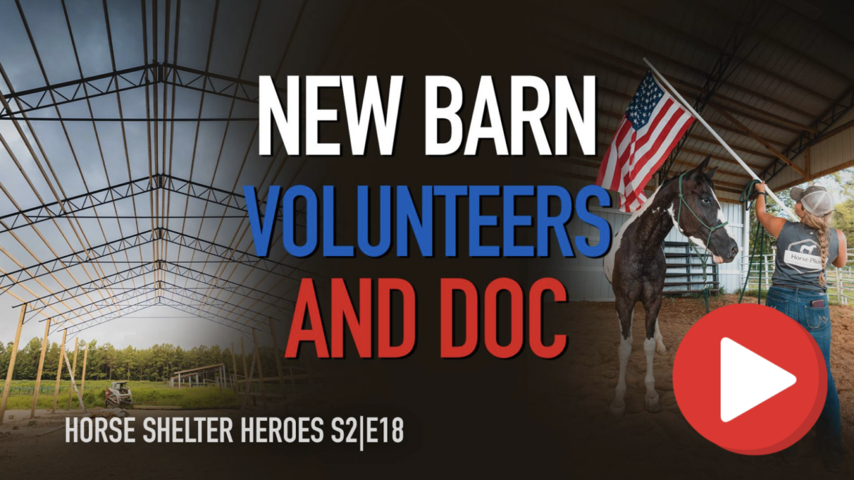 horse volunteers
