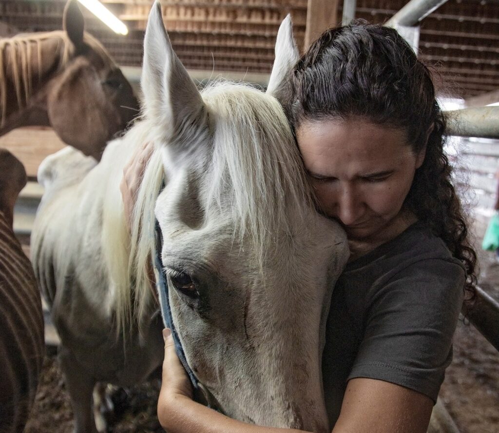 horse rescue