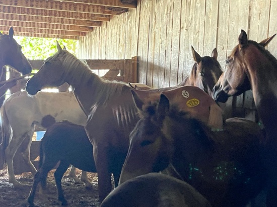 horse auction rescue