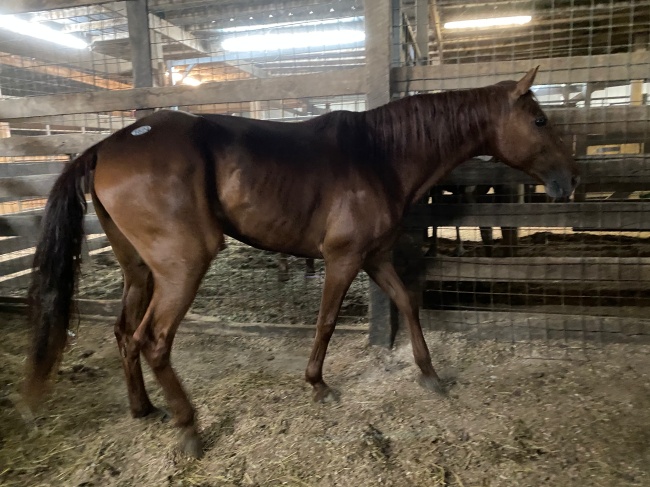 horse auction