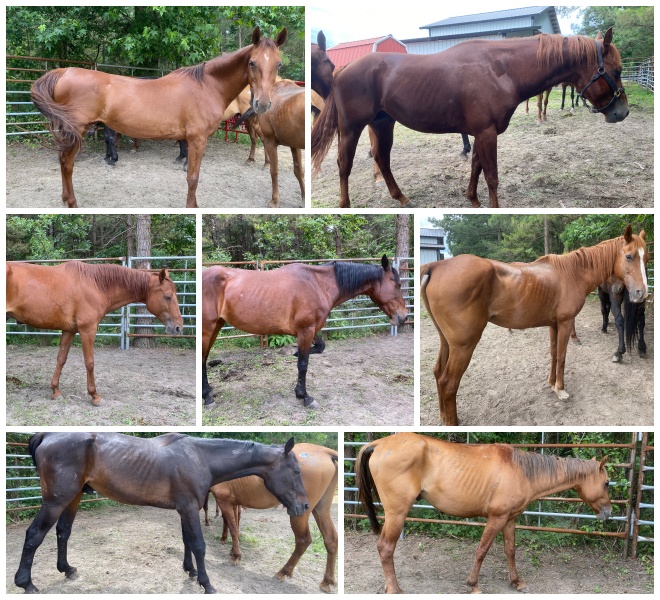 horse rescue